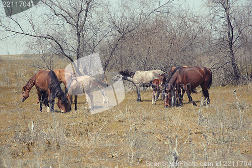 Image of Horses