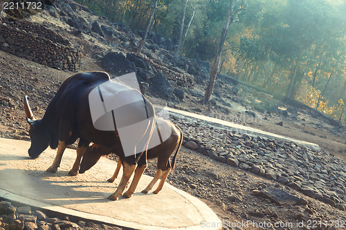 Image of Two buffalo cows