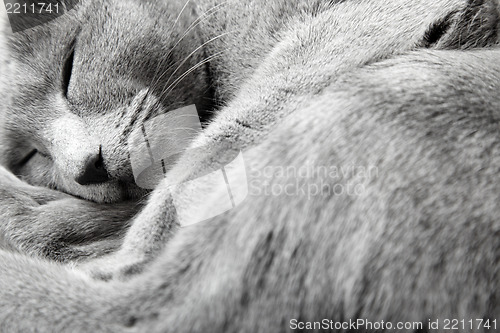 Image of Sleeping cat