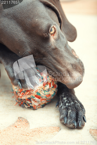 Image of Dog and ball