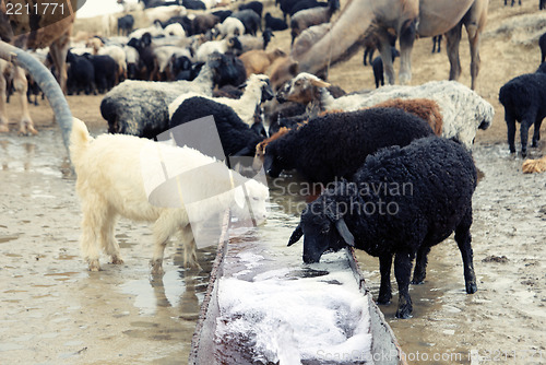 Image of Watering place