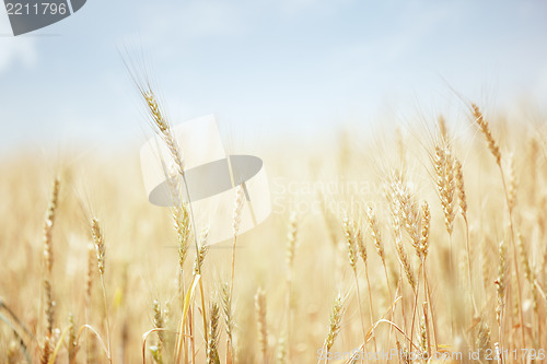 Image of Wheat field