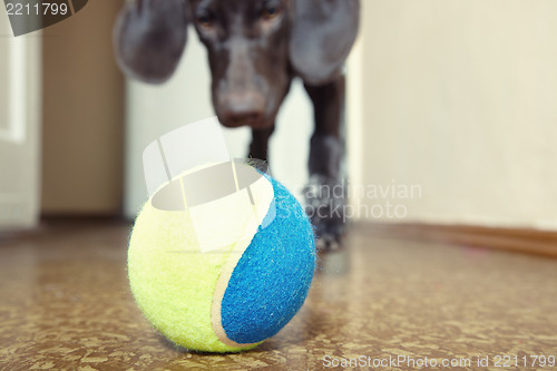 Image of Dog and ball