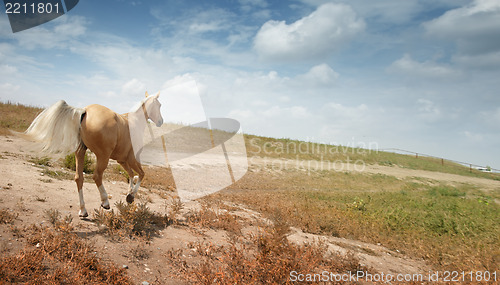 Image of Running horse