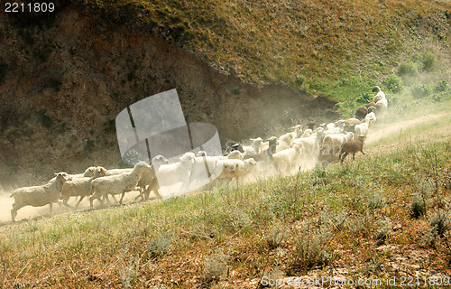 Image of Sheep