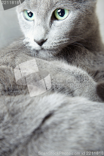 Image of Russian blue cat