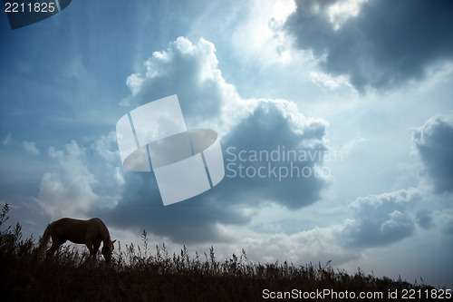 Image of Horse at the dark sunset