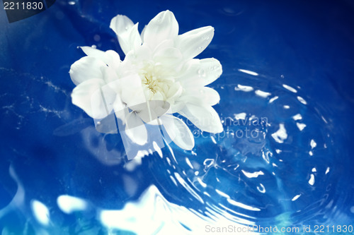 Image of Flower on the water