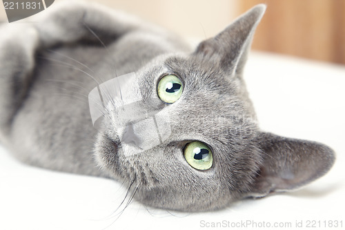 Image of Russian blue cat