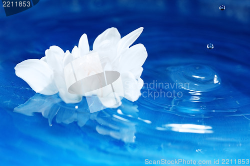 Image of Flower on the water
