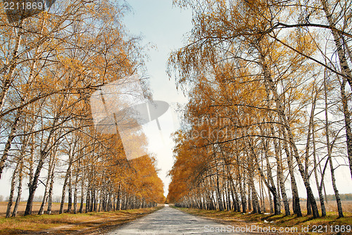 Image of Road to the autumn