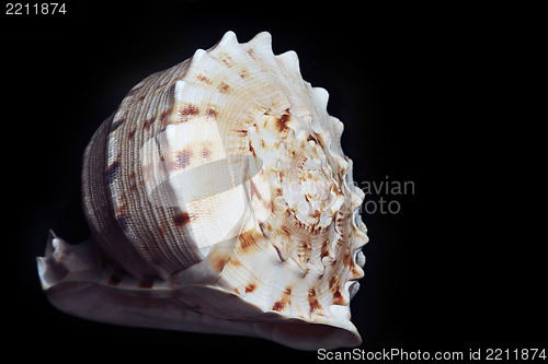 Image of Seashell