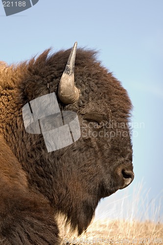 Image of bison sleeping