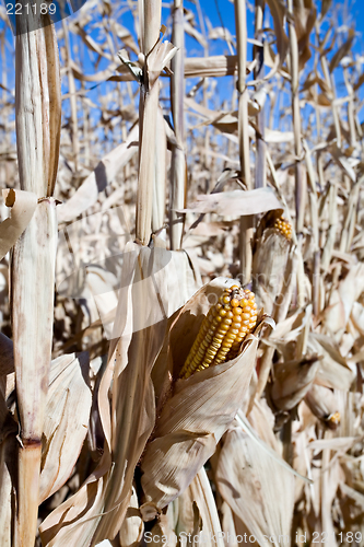 Image of dried corn crop