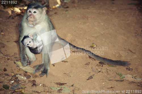 Image of Monkey with child
