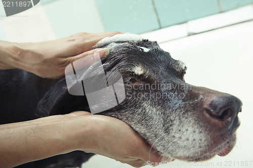 Image of Washing dog