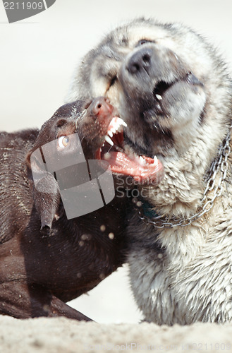 Image of Dog fight