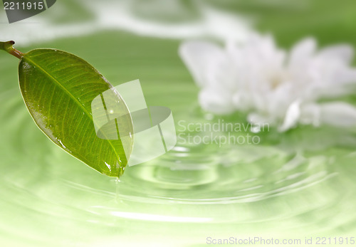 Image of Leaf and water