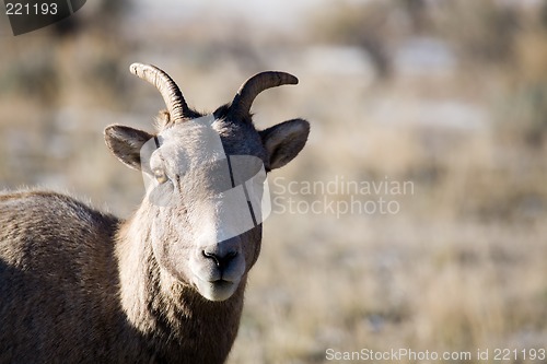 Image of bighorn sheep