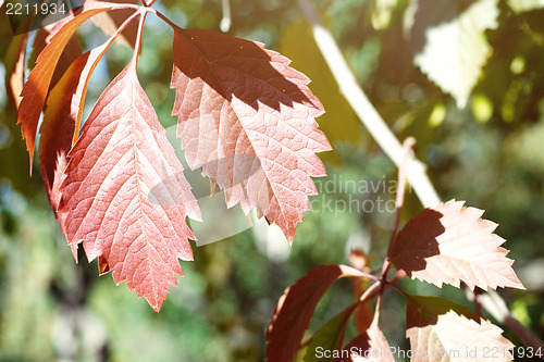 Image of Autumn leaves