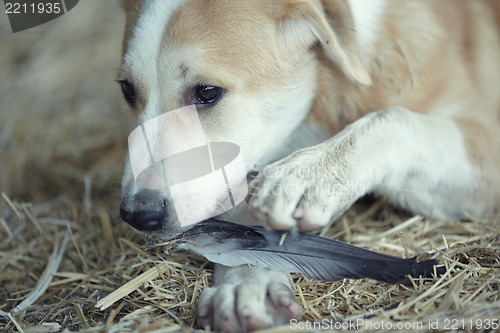 Image of Young dog eating