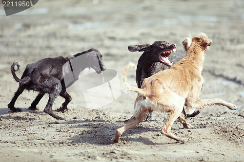 Image of Dog fight