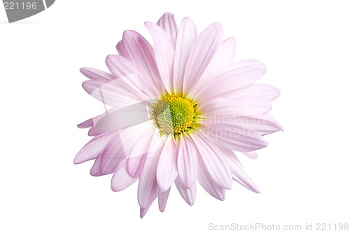 Image of daisy isolated