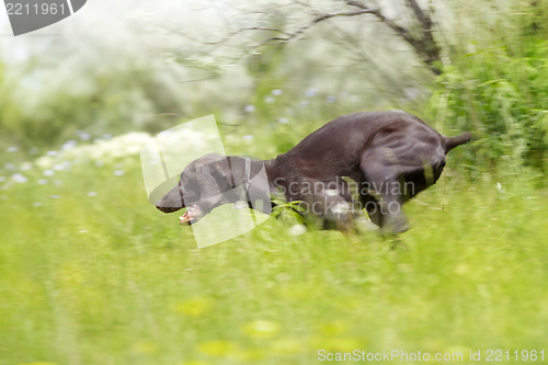 Image of Hunting dog running