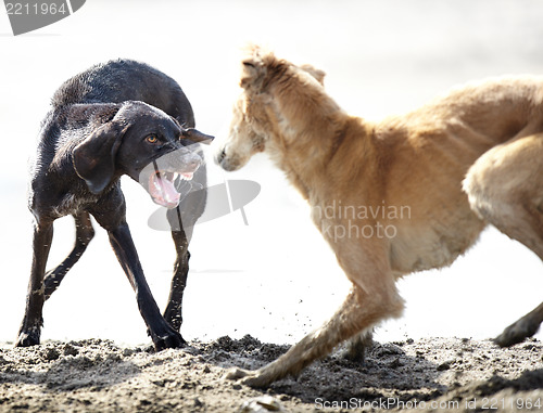 Image of Dog fight