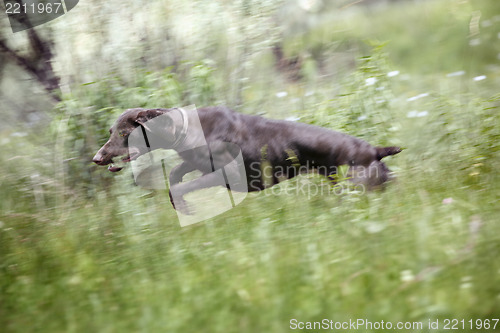 Image of Jumping dog