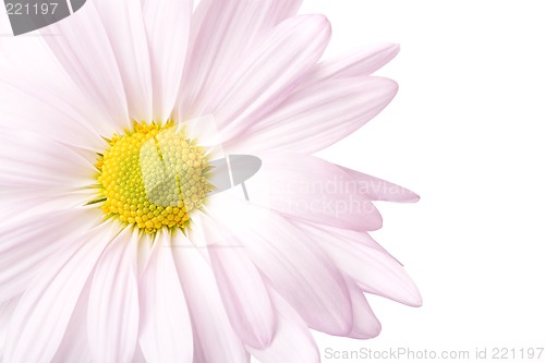 Image of daisy high-key isolated