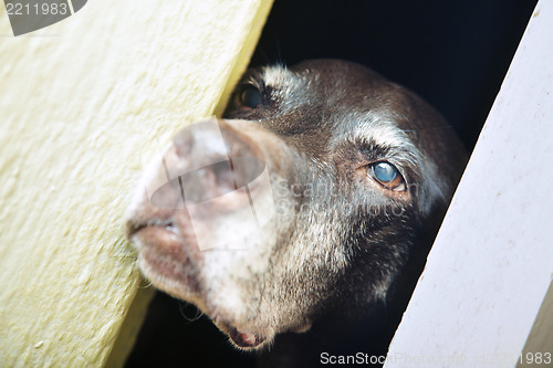 Image of Dog in captivity