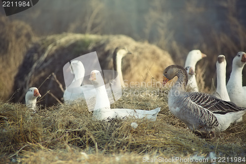 Image of Wild ducks