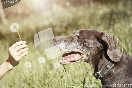 Image of Dog and dandelion