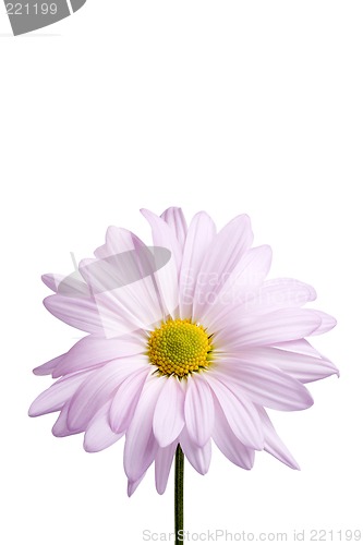 Image of daisy isolated