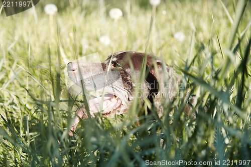 Image of Dog in the grass