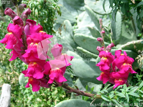 Image of Flowers and cactus plants