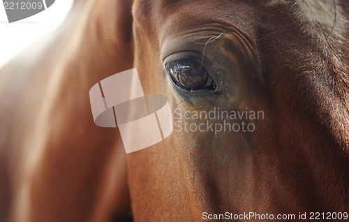 Image of Horse