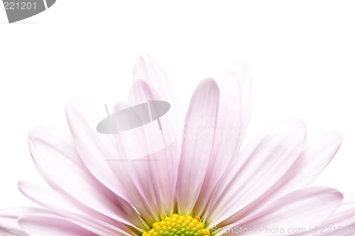 Image of daisy sunrise