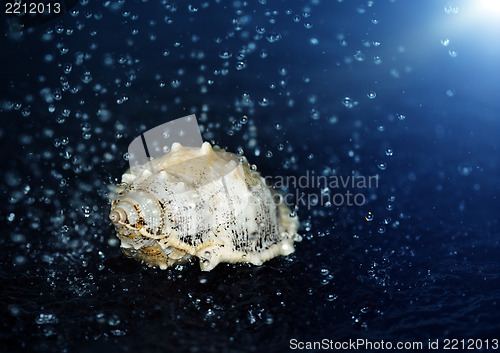 Image of Seashell under the water