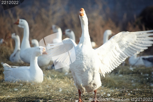 Image of Geese