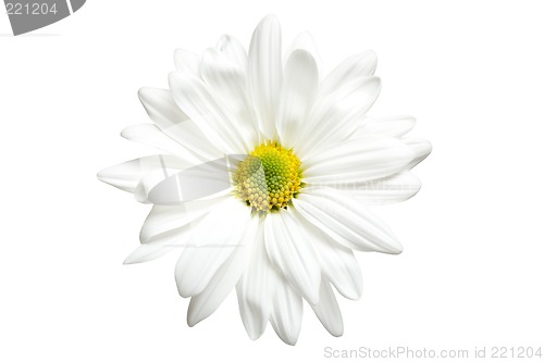 Image of white daisy isolated