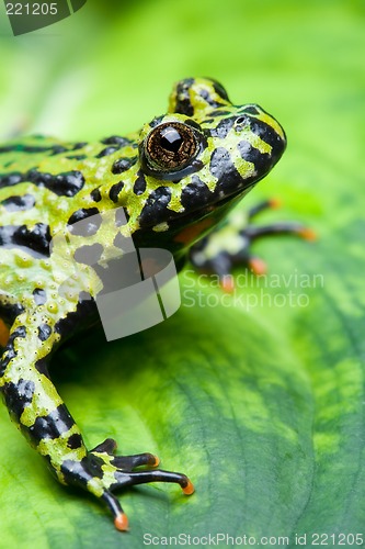 Image of frog on a leaf