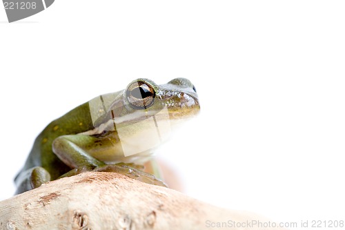 Image of tree frog