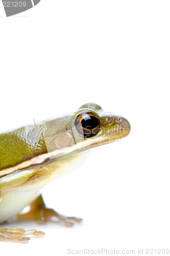 Image of green tree frog