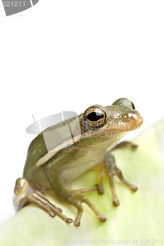 Image of frog closeup on leaf