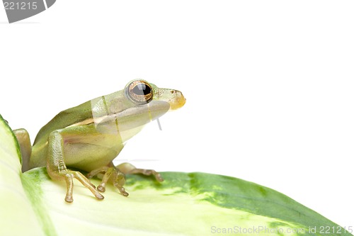 Image of green tree frog