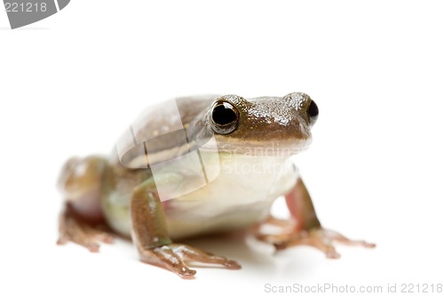Image of frog