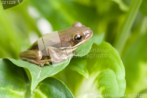 Image of frog on leaves