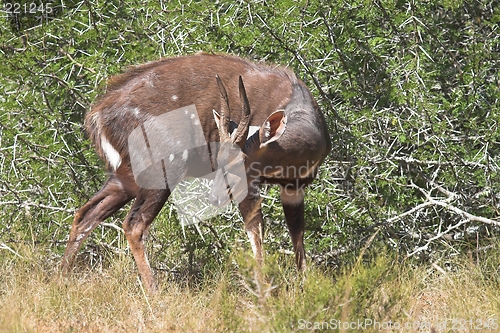 Image of bush buck